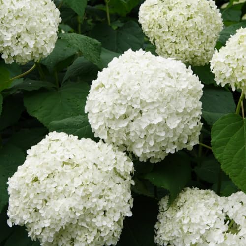 Image of M-Tech Gardens Hydrangea Flowering Plant (White, Hybrid) Exotic 1 Live Flowering Plant
