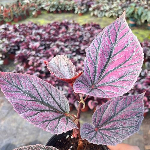 begoniensamen, mehrjährig garten balkon, bodendecker winterhart 80pcs