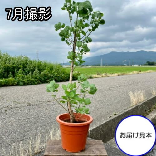 マリモ風スモークツリーゆらゆらボール 3連