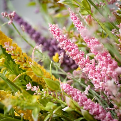 ????????(Kijapan) KI Japan 168904 Green Bush Spanish Moss