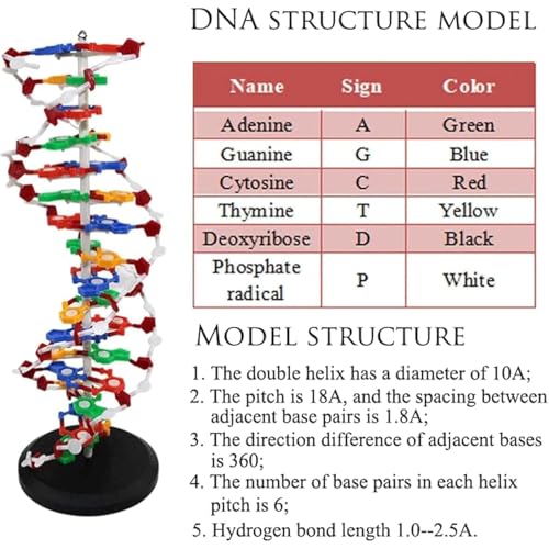 DNA Double Helix - Kit de modelo molecular de doble hélice, base giratoria para un aprendizaje mejorado, ideal para educación médica y enseñanza científica