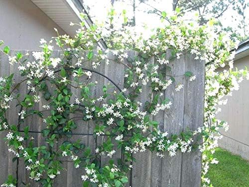 Image of Live Indoor Outdoor Flower Jasmine Plant Juhi Flower Plant Plastic Pot Pack Of 1 (JUHI FLOWER PLANT)