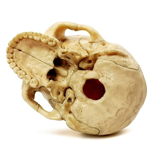 Miniatura 4 de Anatomy Exploded Skull Model,Human Medical Skull Model Dental ClinicTeaching Equipment,Medical Teaching Learning