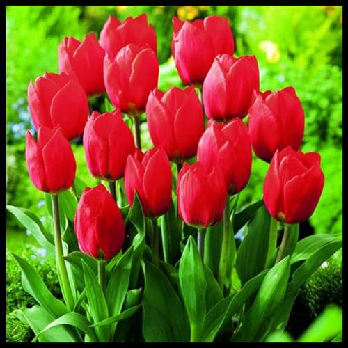 Tulipano Bulbi, Vitali - Compatti, Robusti, Naturali, Freschi-10 Bulbi-B