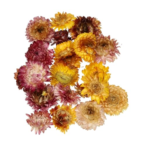 uxcell Set natural de flores secas prensadas miniatura 1