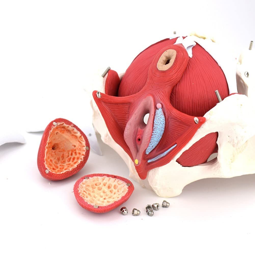 Modello Muscolare del Pavimento Pelvico Femminile, Visualizzazione Anatomica per L'insegnamento E L'apprendimento, Bacino Femminile per L'educazione