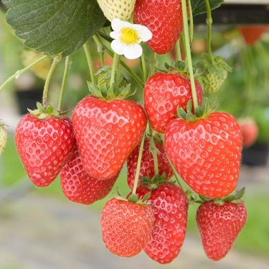 12 x Strawberry Buddy Bare Root Plants - Grow Your Own Strawberries - Bare Root Strawberry Runners - Fruit Plant (Plastic Free Packaging)