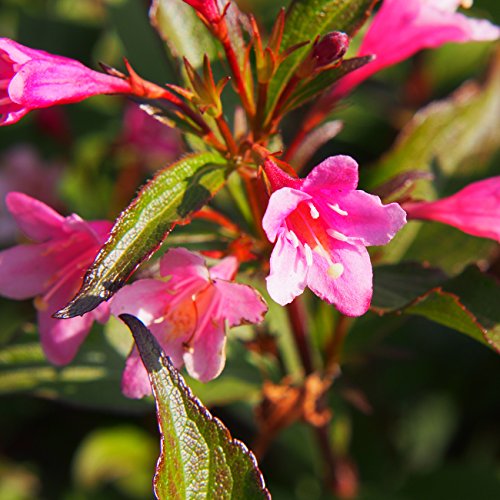 Tristar Plants - Java Red Weigela - 1 Gallon Potted Plant 1'-2'Ft Tall, Established Roots, Fast Growing Trees, Weigela Florida #TOP3