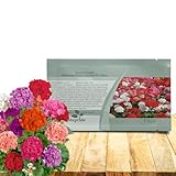 Outsidepride Mix Geranium Seeds for Planting - 100 Pcs Annual, Heat & Drought Tolerant Flower Seeds with Green Foliage & Mix Blooms for Pots, Borders & Lush Summer Garden Displays