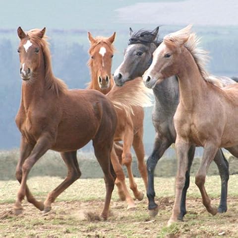 Mixed Horses "Dancing in the Wind" Blank Greetings Card Cover