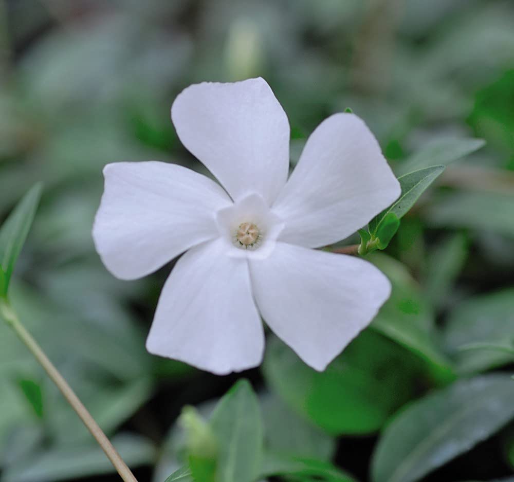Vinca Periwinkle Minor Alba Garden Plant Hardy Shrub Flowering Garden Plants Easy to Grow Your Own 1x 9cm Potted Plant by Thompson and Morgan