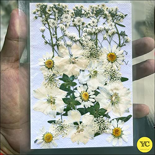 Image of YellowCult Natural Real Dried & Pressed Flowers for Art Craft - Mixed, Multicolor for Soap, Candle, Scrapbooking, DIY, Resin Jewelry, Pendant - [Luxury White 18x13 cm Sheets]