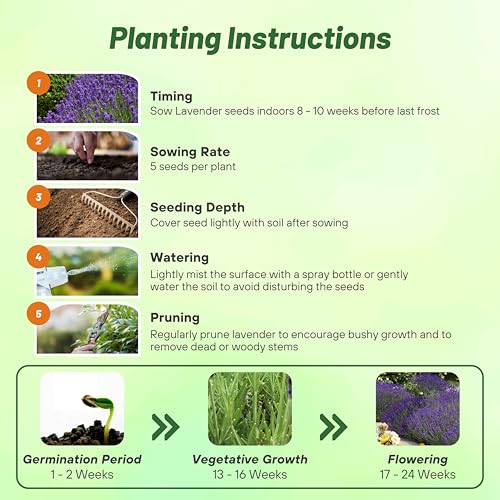 Outsidepride English Lavender Seeds - 5000 Pcs Perennial, Drought-Tolerant & Pollinator Friendly Herb Seeds for Planting Fragrant and Delicate Flowers with Lavender Blooms for Xeriscaping Gardens