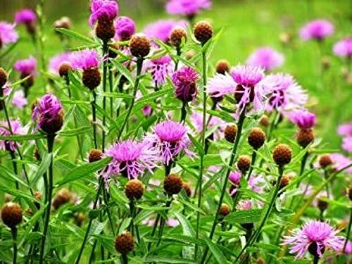 Tall Pink Bachelor Button Flower Seeds,25 Count "Cool Beans N Sprouts" Brand. Home Gardening. #TOP2