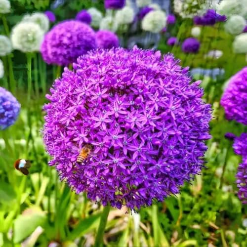 Allium Giganteum Seeds 200pcs Giant Purple Globe Flower Seeds Perennial Ornamental Allium for Garden Borders Pollinator-Friendly Drought-Tolerant