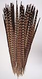 25 pc, Ringneck pheasant tails, 15-20
