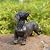 LC LCdecohome Dog Statues Outdoor Dachshund Décor - Wiener Dog Garden Statue Made of Resin Material Sausage Statue Dark Brown 12.75 * 4 * 8.5 inch for Patio Lawn Yard Porch Garden Gift Figurine
