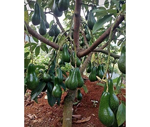 Eroanvia Avocado Frout Plant (Plant height 1.5-2.5 Feet) Butter Fruit - Plant Hybrid Hass Avocado Persea Americana Alligator Pear Butter Fruit Vena Ey Evokaido Phal Aveakkadea Phalam Rare Variety Tree