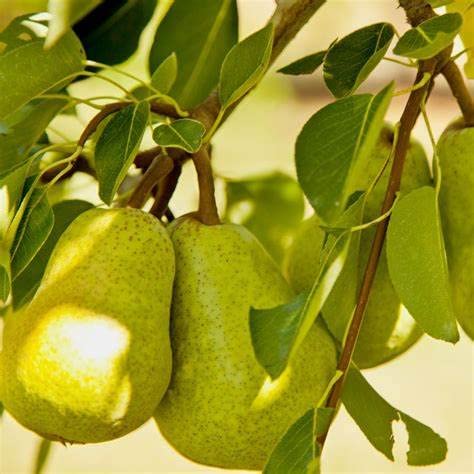 Mphmi Live Plant Nursery NCR Nashpati Plant Dwarf Pear Fruit Tree (Nashpati) Plant (B0C3CNQBV1) Amazon Price History, Amazon Price Tracker