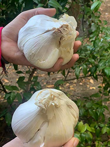 Fresh Elephant Garlic 2 Huge Bulbs Organic Seeds Elephant for Planting Eating and Growing Your own Garlic. greatTasting .Sold by Effective Trade