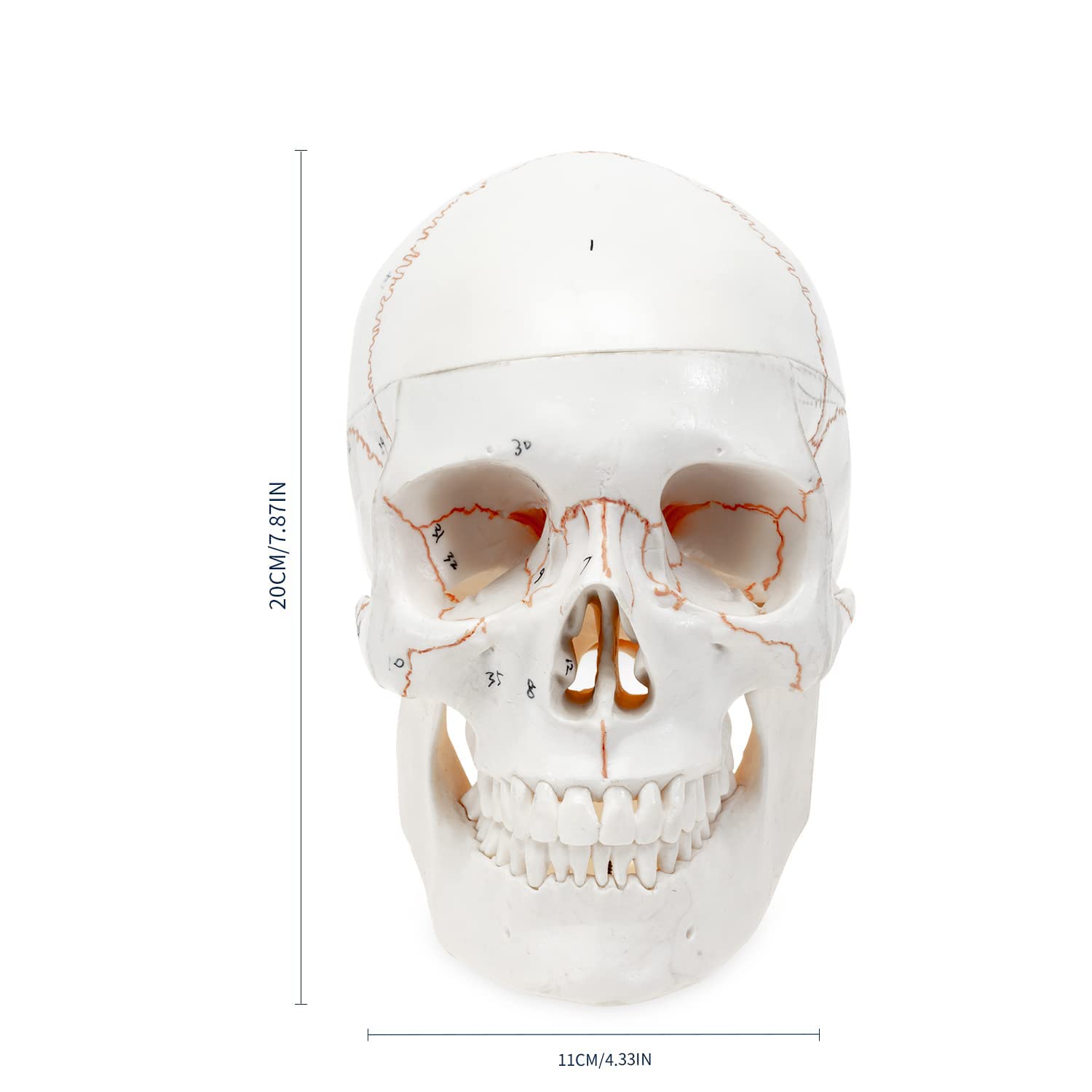 Tamaño De Vida Cabeza Humana Calavera Médica Anatómica Modelo De Cráneo Desechable 3 Partes Capa De Calavera Y Mandíbula 1: 1 Modelo De Esqueleto Humano con Suturas Óseas para Estudiante De Medicina