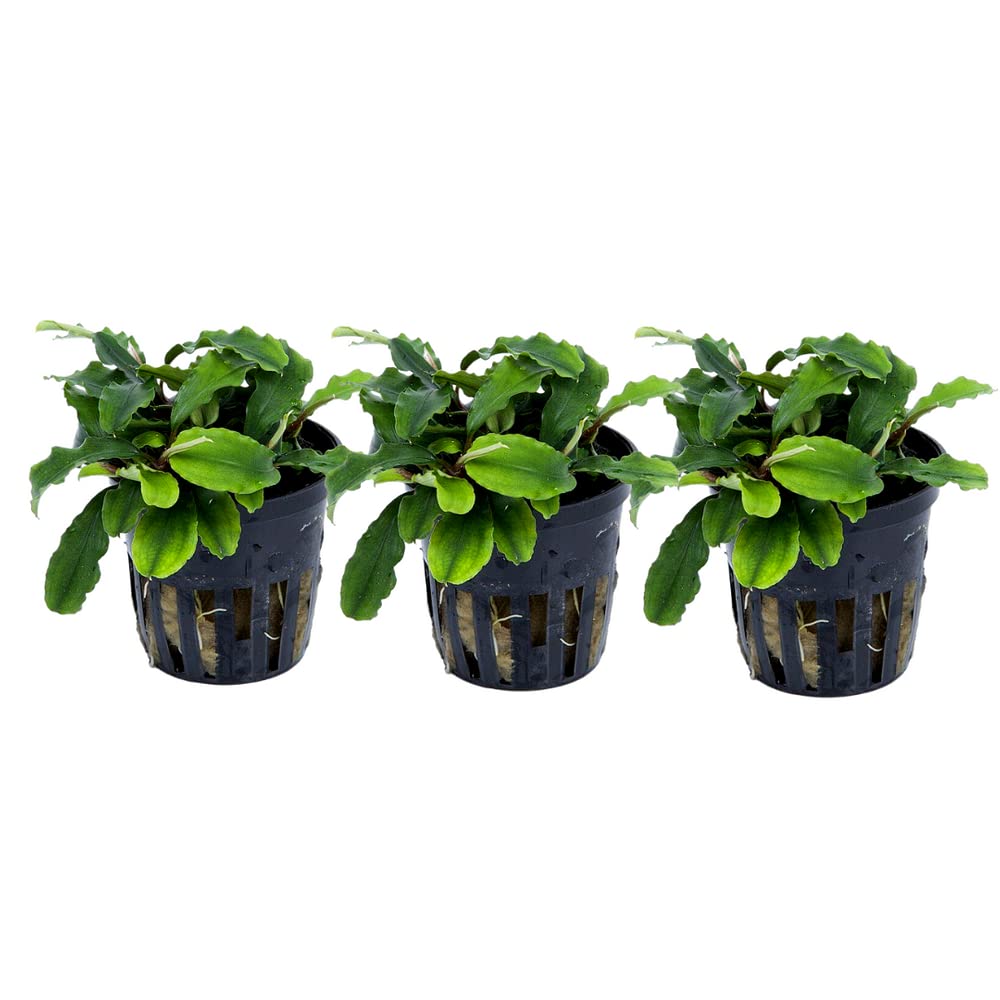 Bucephalandra Pygmaea Pianta Acquario | Facile Manutenzione | Decorazione Aquascaping - Foto 7