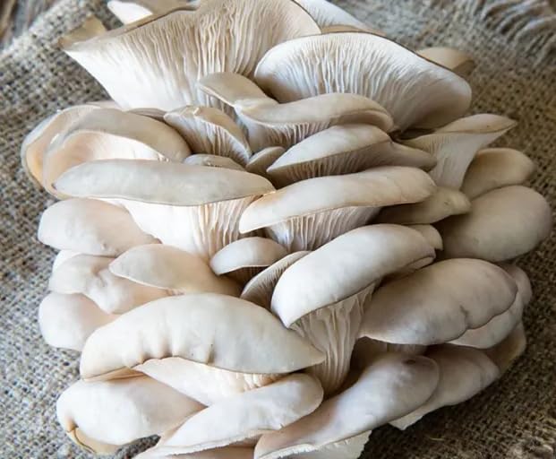 Anandwala Nursery White Oyster Mushrooms Spawn (400 Gm) + PP Bags, Grain Based First Generation High Yield White Mycelium Spores Seeds CO2 Variety+ Ideal for Multiple Harvests