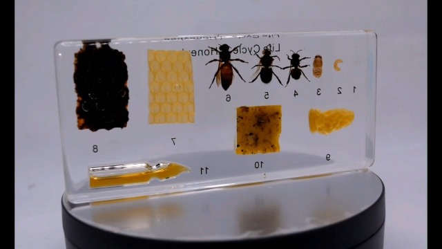 Image of Lifecycle of a Honeybee in 5.5 inch Crystal Clear Lucite Resin Paperweight Preserved Taxidermy Crafts Collection Biology Science Education Display Supplies Specimen