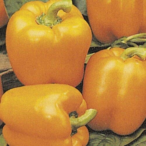 Kings Seeds - Pepper Sweet - Ariane F1-10 Seeds