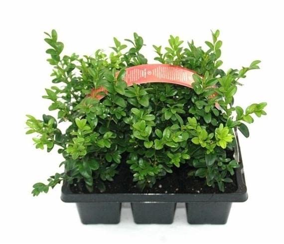 Buchsbaum (Buxus sempervirens arborescens) ca. 20 cm hoch inkl. Topfballen – 20 Stück Heckenpflanzen, immergrün, robust, winterhart, ideal für Beete, Rabatten & Kübel