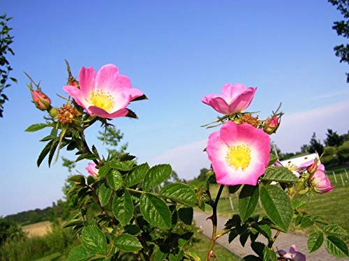 Amazon.com : Rosa rubiginosa | Wild Rose | Common Sweet Briar