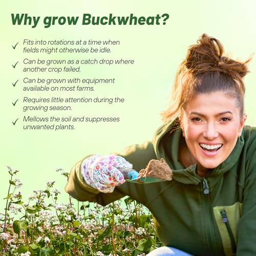 Outsidepride Buckwheat Seeds - 10lbs Annual, Fast-Growing, Easy to Grow Buckwheat Cover Crop Seeds for Green Manure, Bee Pasture & Pollinators, Wildlife Habitat, Soil Improvement, and Erosion Control - Thumbnail 4