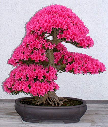 Portal Cool Giapponese Kit Seed Azalea Bonsai, Grow Your Own Bonsai