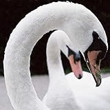 A Good Woman Is Like a Bike