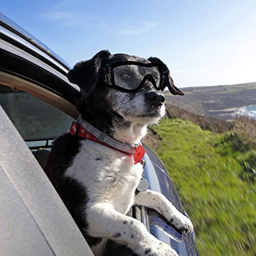 Hundebrille Petleso für große Hunde mit UV-Schutz