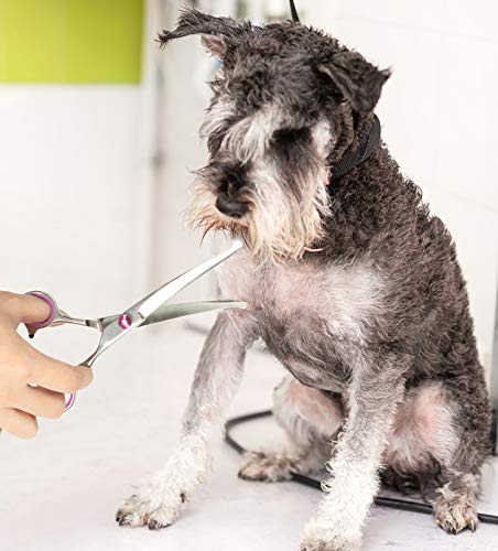 Petsvv 7.5" Curved Dog Grooming Scissors with Safety Round Tips, Light Weight Professional Pet Grooming Shears Stainless Steel for Dogs Cats Pets - Image 6