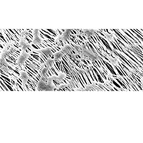 Image of Sartorius 11807-100G Polytetrafluoroethylene Membrane Filter, 0.2 um, 100 mm (Pack of 25)
