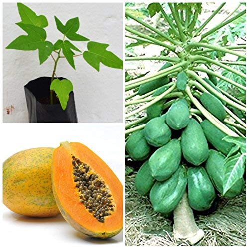 See full amazon price history chart for Creative Farmer Rare Exotic Thailand Dwarf Honey Papaya Fruit Plant Creative Farmer Rare Exotic Thailand Dwarf Honey Papaya Fruit Plant (B086QBKPPY) Amazon Price History, Amazon Price Tracker
