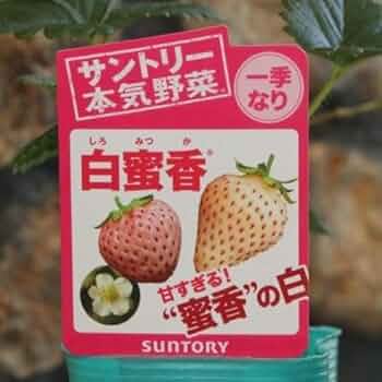 いちご苗ビックハニー３寸70個セット　専用出品！ いちご苗ビックハニー3寸70個セット 専用出品！ いちご苗ビック