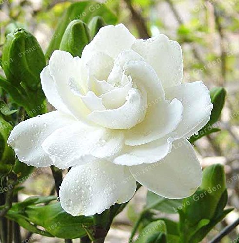 2PCS / Bag, Cape Jasmine Flowers Real plant,Home Garden Potted
