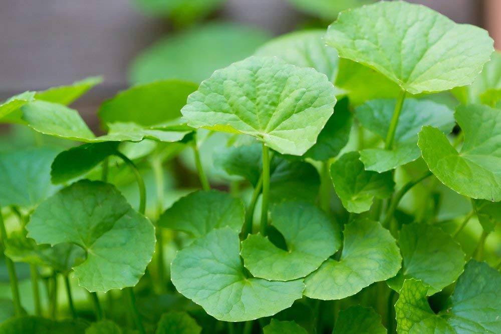 200 Seeds of Centella Asiatica Gotu Kola: Package Contains seeds