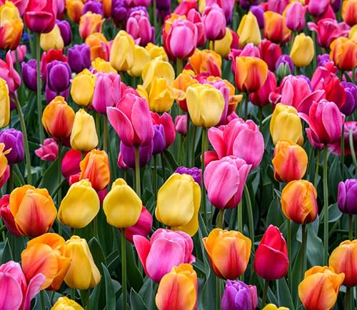 Boldyrev's Colorful Blend Tulip Garden - Mix of Pink, Yellow,