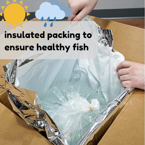 Aquaticheavens Salvini Cichlid 1.5" Juveniles (2 Fish Pack) - Live Fish for Aquarium - Thumbnail 4