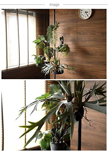 Amazon | Brown. ブラウン フェイクグリーン ビカクシダ ハンギング