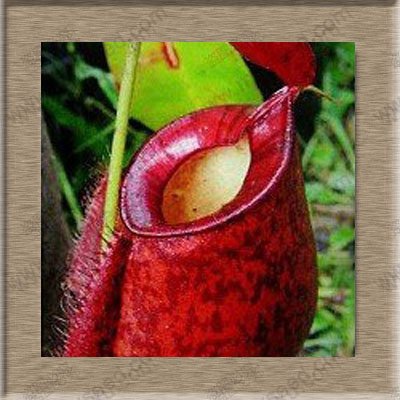 Semi di piante di Nepenthes Semi di Nepenthes Semi di piante di acchiappamosche 20 Particelle/sacchetto