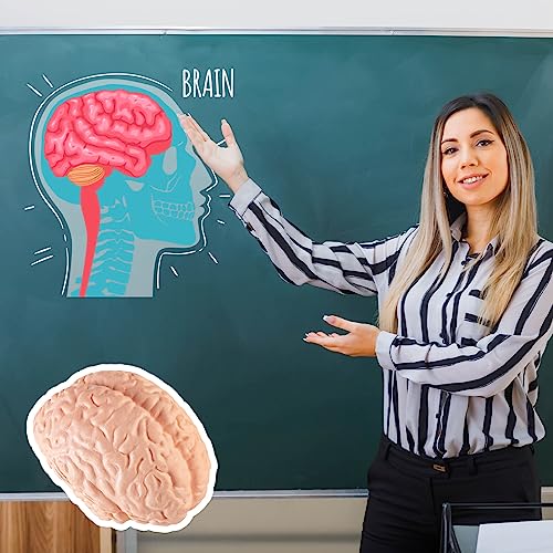 Mini Human Body Model for Kids, 8PCS Body Parts Sets Anatomy Toys, 3D Anatomy and Physiology Study Tools for Students Class Learning