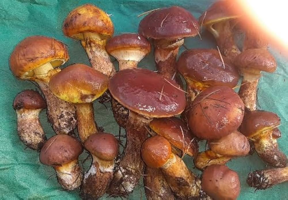 Amazon | 北海道産 ハナイグチ 落葉キノコ 塩漬け 瓶詰め 500g | ノー