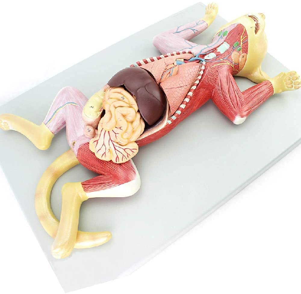 Matériel Éducatif, Modèle Anatomique Animal, Modèle Anatomique Cat 4D, Modèle PVC Enseignement Animal - Démonstration Médicale De Formation Médicale