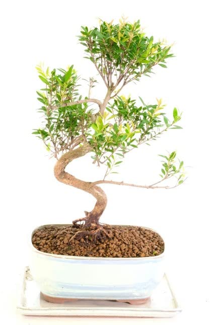 Bonsái Syzygium Buxifolium Natural Árbol Fácil de Cuidar