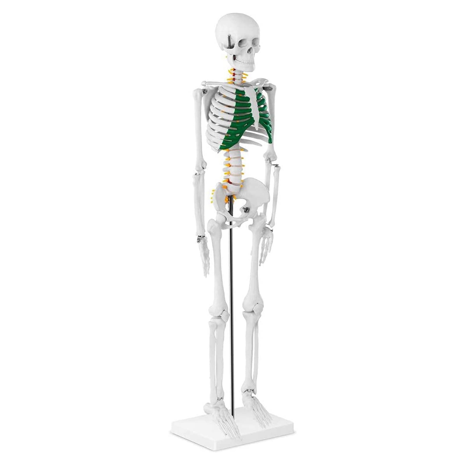 Model szkieletu człowieka, mini reprodukcja anatomii elementarnej 85 cm Model anatomiczny szkieletu człowieka do nauczania medycznego (PVC, z prętem nośnym, chrząstka w kolorze zielonym)